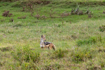 Obraz premium Black-backed jackal (Canis mesomelas) standing in tall savanna grass in Lake Nakuru National Park Kenya