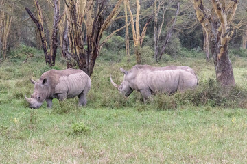 Fototapeta premium Two white rhinoceros (Ceratotherium simum) grazing in the savanna of Lake Nakuru National Park, Kenya