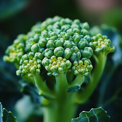 Close up of a vibrant broccoli floret resembling a miniature tree, set in lush greenery with soft, natural background light   high resolution   for isolate image