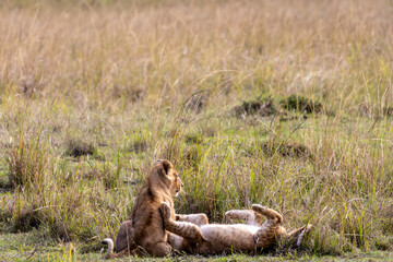 Two young lion cubs (Panthera leo) playing and wrestling in the dry savanna grass of Maasai Mara National Reserve