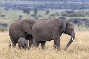 Fototapeta premium African bush elephant (Loxodonta africana) family with a baby calf grazing on dry grass in Maasai Mara National Reserve Kenya