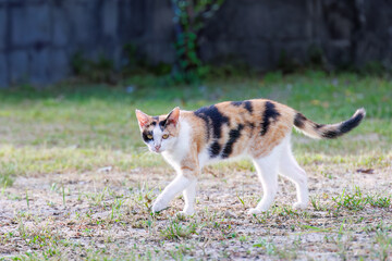 島の守り神の美しい猫たち。
沖縄県島尻郡慶良間諸島座間味島-2025
沖縄本島から40km西方にある諸島。
大小30以上の島々からなる島嶼群は全体が国立公園に指定されている。
珊瑚礁の海、白い砂浜、緑の山地は世界屈指の美しさ。
多くの貴重な動植物が生息している。
