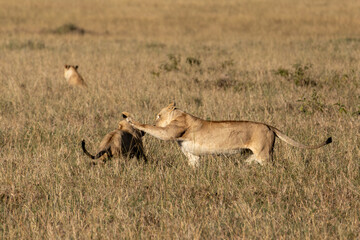A lioness (Panthera leo) playfully interacting with her cub in the dry grassland of Maasai Mara National Reserve Kenya