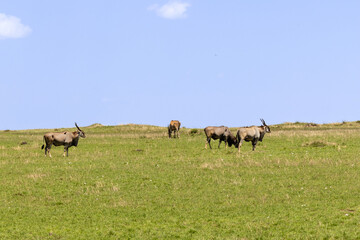 A small group of Common Eland (Taurotragus oryx) grazing on a grassy hillside in the African savannah