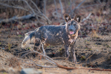 African wild Dog - Painted Wolf