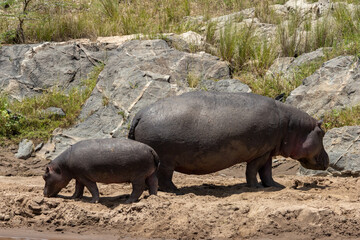 Adult Common Hippopotamus (Hippopotamus amphibius) with its calf on a dry riverbank in Maasai Mara National Reserve