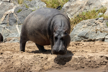 Fototapeta premium Hippopotamus (Hippopotamus amphibius) standing on sandy ground near rocky riverbank in Maasai Mara National Reserve, Kenya