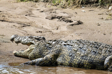 Nile crocodile (Crocodylus niloticus) basking with its mouth open on a muddy riverbank in the Maasai Mara National Reserve, Kenya