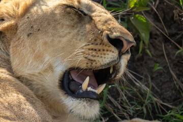 Young male lion (Panthera leo) yawning or vocalizing showing teeth in Maasai Mara National Reserve