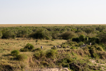 A group of plains zebras (Equus quagga) and warthogs in the savanna of the Maasai Mara National Reserve, Kenya
