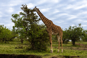 Giraffe (Giraffa camelopardalis) feeding on the leaves of an acacia tree in Maasai Mara National Reserve Kenya