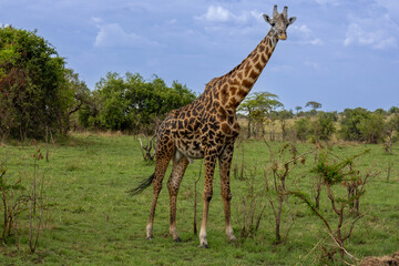 A male Masai giraffe (Giraffa tippelskirchi) standing in the lush savannah of Serengeti National Park Tanzania