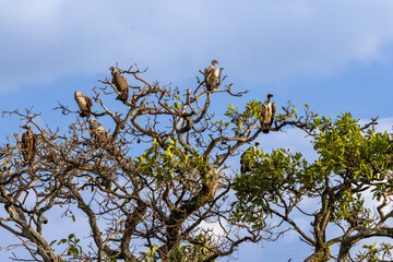 African white-backed vultures (Gyps africanus) perched on a dead acacia tree against a blue sky in...
