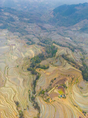 Rice fields and the dense for during the sunrise. Yuanyang rice terraces, Yunnan, China