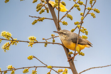 Silver bird perched on a flowering bush