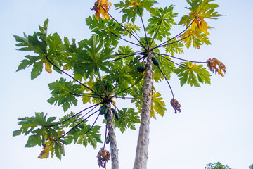 庭のパパイヤの木。
沖縄県島尻郡慶良間諸島座間味島-2025
沖縄本島から40km西方にある諸島。
大小30以上の島々からなる島嶼群は全体が国立公園に指定されている。
珊瑚礁の海、白い砂浜、緑の山地は世界屈指の美しさ。
多くの貴重な動植物が生息している。
