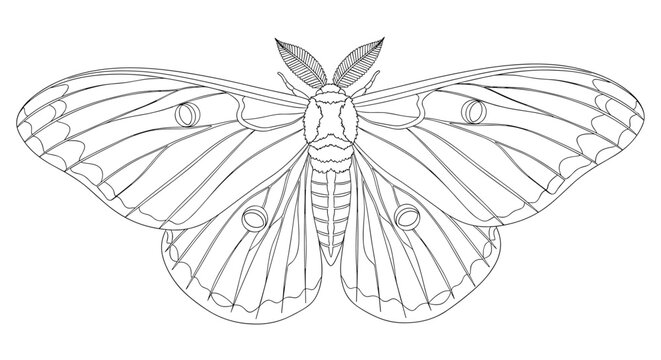 Detailed line drawing of a silk moth with intricate wing patterns.