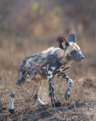 Painted Wolf walking in an ipen filed