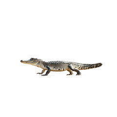 Naklejka premium Crocodile walking A crocodile moves slowly on land with low, deliberate steps. full length isolate on transparent background