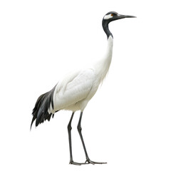 Fototapeta premium Crane resting A crane stands still, body relaxed, or rests on one leg. full length isolate on transparent background