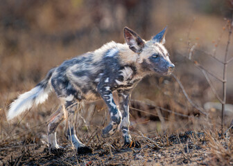 African Painted Wolf striding out