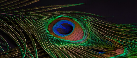 Fototapeta premium peacock feather close up