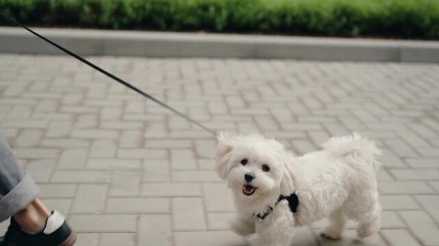 A small white dog on a leash walks alongside its owner on a paved path. The dog and person stroll through a serene green area. The adorable Maltese enjoys a leisurely walk outdoors.
