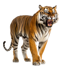 Obraz premium Tiger growling A tiger stands with its mouth slightly open, letting out a deep growl. full length isolate on transparent background