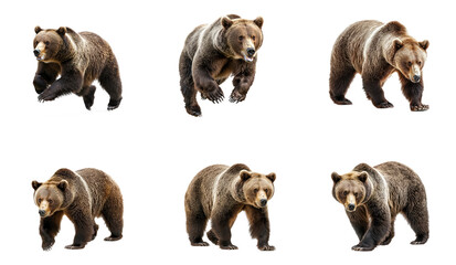 Fototapeta premium Collection of Bear running A bear charges forward, its body extended, muscles rippling as it picks up speed. full length isolate on transparent background