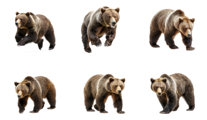 Collection of Bear running A bear charges forward, its body extended, muscles rippling as it picks up speed. full length isolate on transparent background
