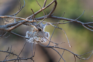 Spotted Pearl Owlet sitting on a bare branch