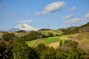 箱根西麓の野菜畑と富士山