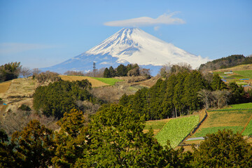 箱根西麓の野菜畑と富士山