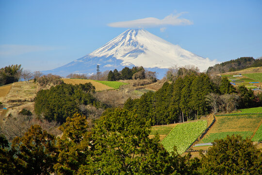 箱根西麓の野菜畑と富士山