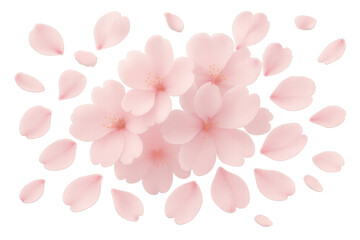 Fototapeta premium Pink cherry blossom flowers and falling petals creating a natural spring bloom on transparent background
