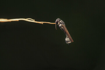 a potter wasp of the genus Eumenes or Parancistrocerus. This wasp belongs to the Eumeninae...