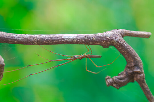 The spider in the picture is a species of the genus&nbsp;Tetragnatha, known as the long-jawed orb-weaving spider or "stretch spider"