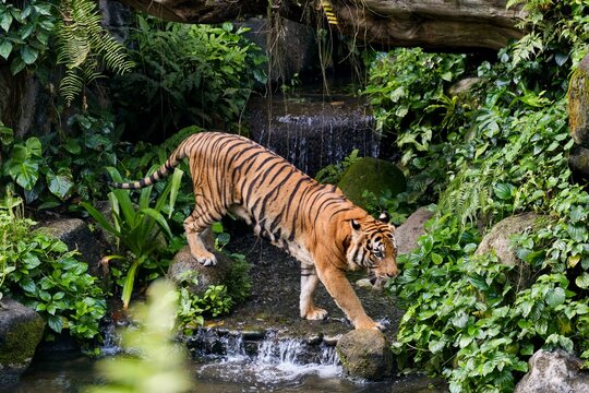 An adult male Malayan tiger (panthera tigris jacksoni) prowling around the pond in his enclosure at the zoo - Singapore  
