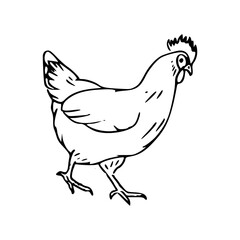 hand-drawn hen sketch isolated on white