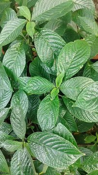 Background of Strobilanthes crispus leaves and twigs blowing in the wind.