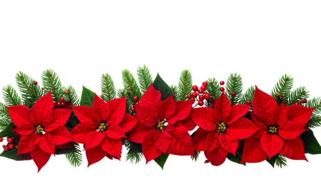 Christmas tree branches and red poinsettia flower in a holiday line arrangement isolated on white background
