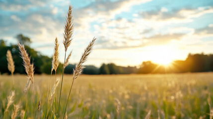 Fototapeta premium Golden light illuminates tall grass in open field, creating serene atmosphere
