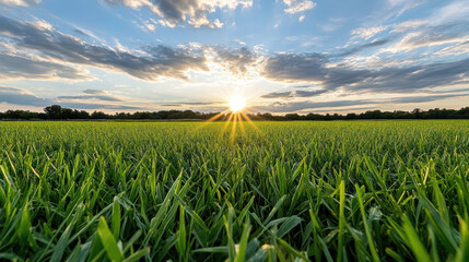 Sunrise over green grass field with vibrant clouds creates serene landscape