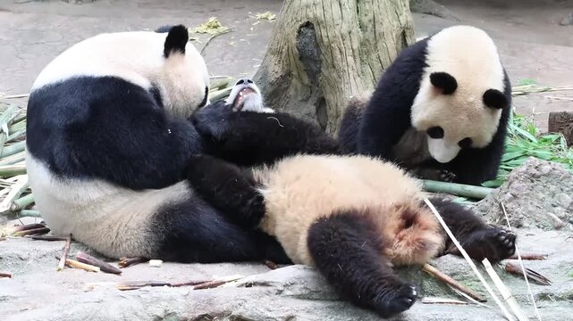 Happy Moment of Mother Panda and her Cubbies, China