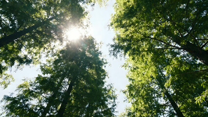 Obraz premium Sunlight filtering through tree canopy