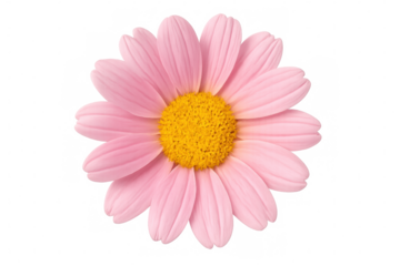 Pink daisy flower with yellow center blooming, creating a vibrant floral accent on transparent background