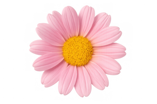 Pink daisy flower with yellow center blooming, creating a vibrant floral accent on transparent background