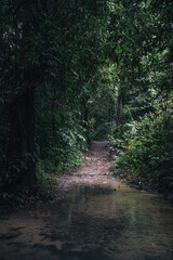 Naklejka premium Lush vegetation enveloping a muddy path, meandering through a stream in the heart of a vibrant tropical rainforest, Koh Kood, Thailand