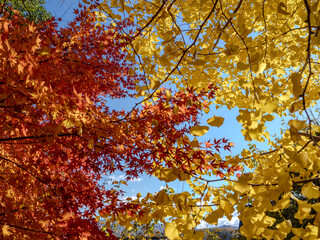 紅と黄金の秋模様