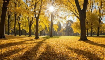 Fototapeta premium Sunlight shining through golden autumn trees with leaves covering the ground in a park setting